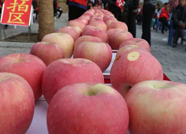 新泰：苹果文化节拍出六千元“苹果王” 善款全部用于扶贫事业