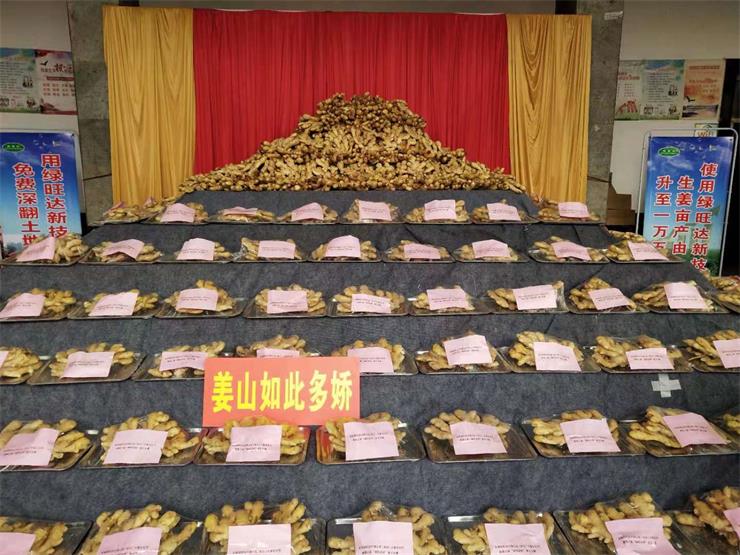 首届山东（安丘）大姜文化节举行 众多姜王揭晓