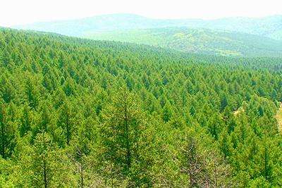 烟台今年新增造林10.93万亩，建设千亩以上绿化精品工程15处
