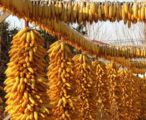 2018年山东收购玉米346.8吨 同比增加43.2万吨