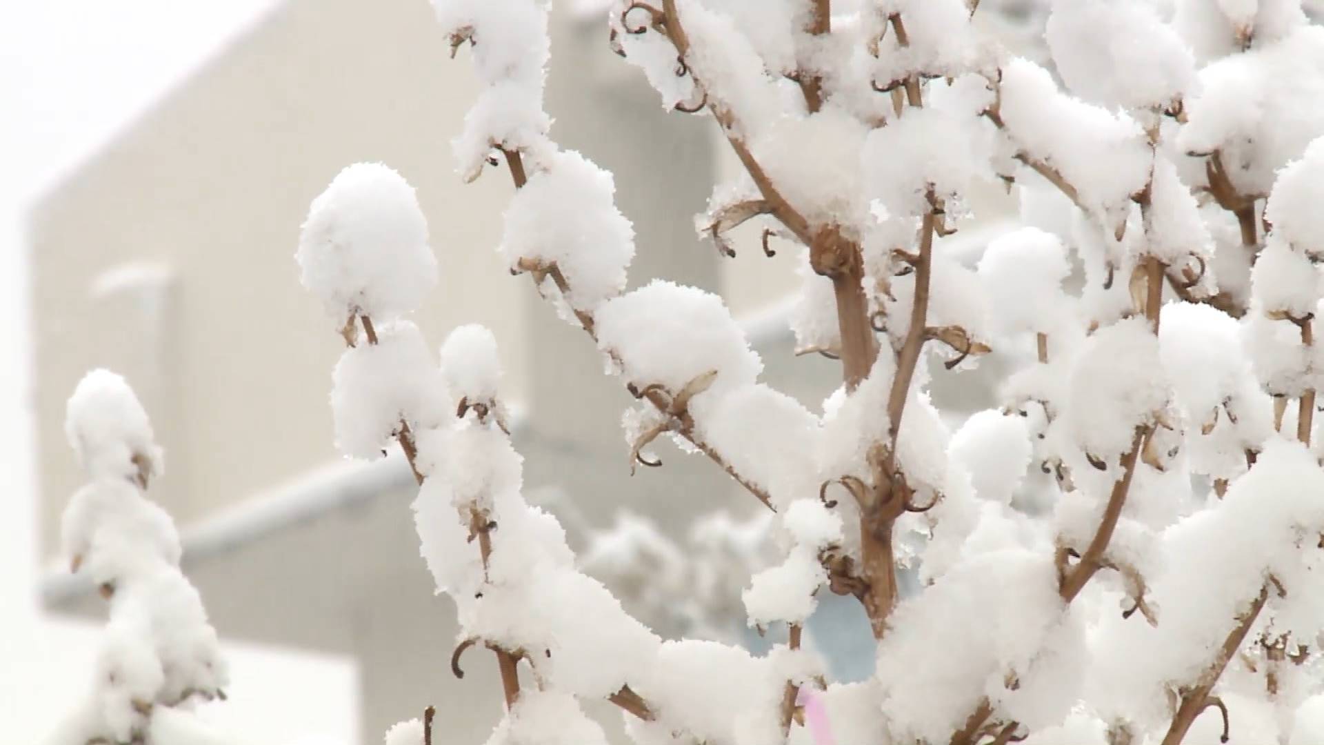 山东蓬莱降下入冬第一场大雪 雪后满城“冰枝玉叶”