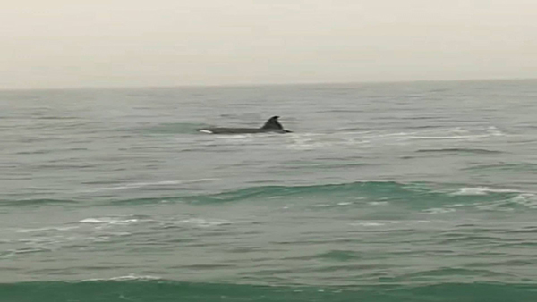 30秒｜难得一见！鲸鱼现身长岛海域 浮出水面喷水雾