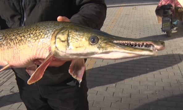 55秒丨淄博市民钓出一条80公分大鱼 专家表示：含有剧毒