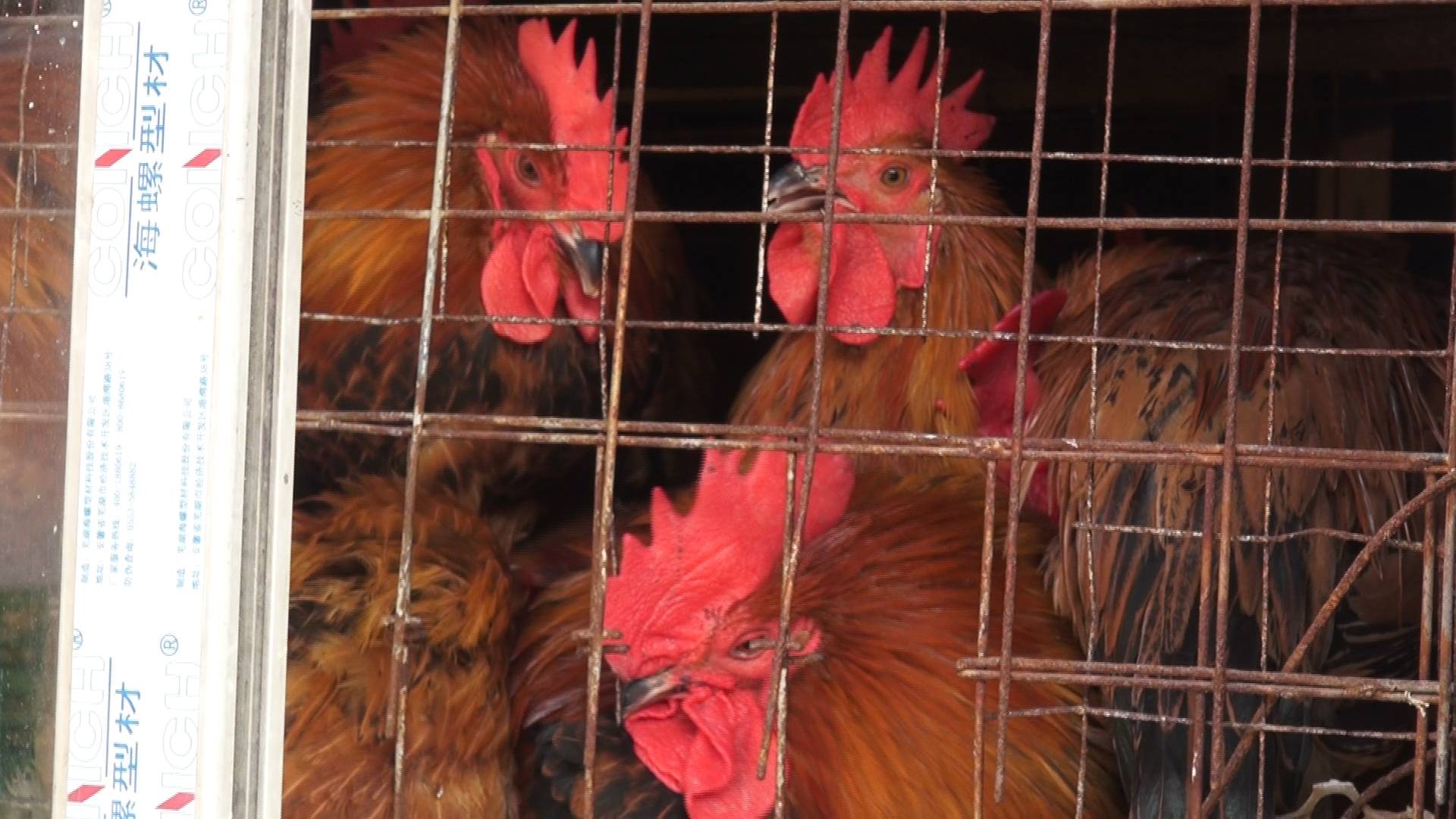 鸡肉价格为何“一飞冲天”记者探访济南农贸市场查找原因