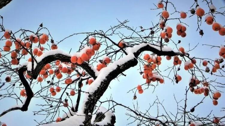 终于等到你来新泰看雪中的柿子树如临仙境