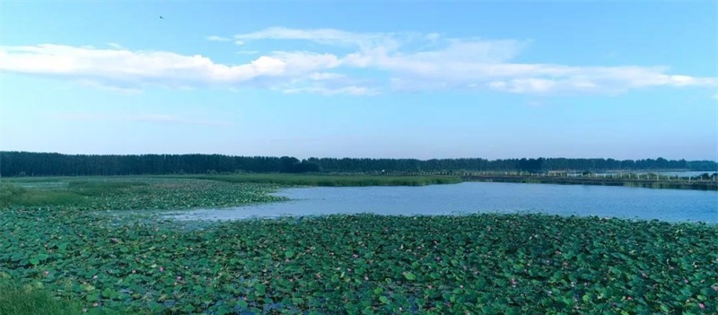 山东新增10处“国家湿地公园” 邹城太平国家湿地公园上榜