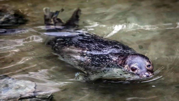 “趵突泉养海豹”被责令整改 眼部发炎或与水质有关
