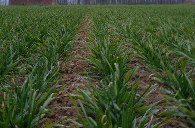 山东：小麦处于越冬期 专家建议做好冻害防御