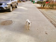 潍坊这个小区居民被“散养犬”问题困扰 如何规范养犬成难题