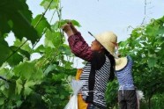 全国农村一二三产业融合发展先导区名单公布 潍坊寿光上榜