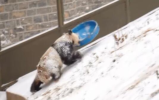 37秒｜可爱极了！大熊猫“雅吉”雪天玩“滑雪”