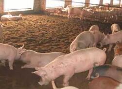 济南市妥善处置莱芜区某养殖场非洲猪瘟疫情