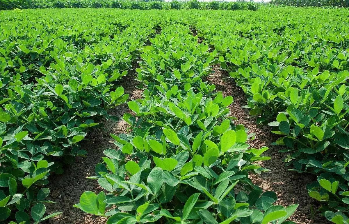 山东印发花生绿色高产高效生产技术要点 助力农民增产增收