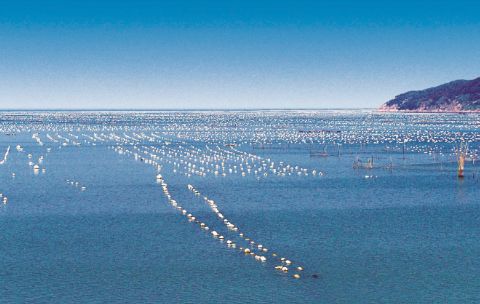 打造海岸带生态修复“潍坊模式” 潍坊构建复合型反应生态系统