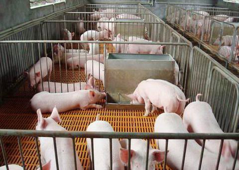 山东：今年严格落实防控措施 确保生猪产品上市安全