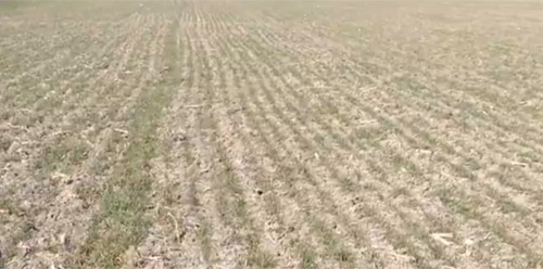 滨州沾化：小麦“喊渴” 难见灌溉水来