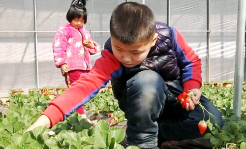 草莓红了、农民赚了 潍坊昌乐以乡村旅游带动农民增收