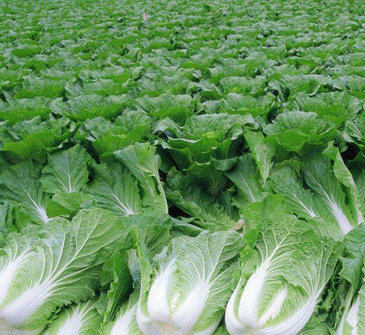 青岛大白菜国家登记品种数量达276个  位居全国首位