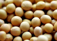 潍坊：及时处置“外流嫌疑”转基因大豆 确保国门生物安全 