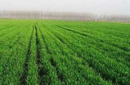 山东全省小麦总体处于返青期 应控制早春病虫危害