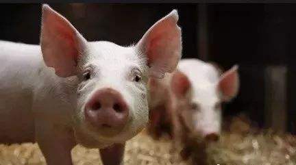 山东发布猪产业监测预警报告 生猪存栏萎缩价格走高