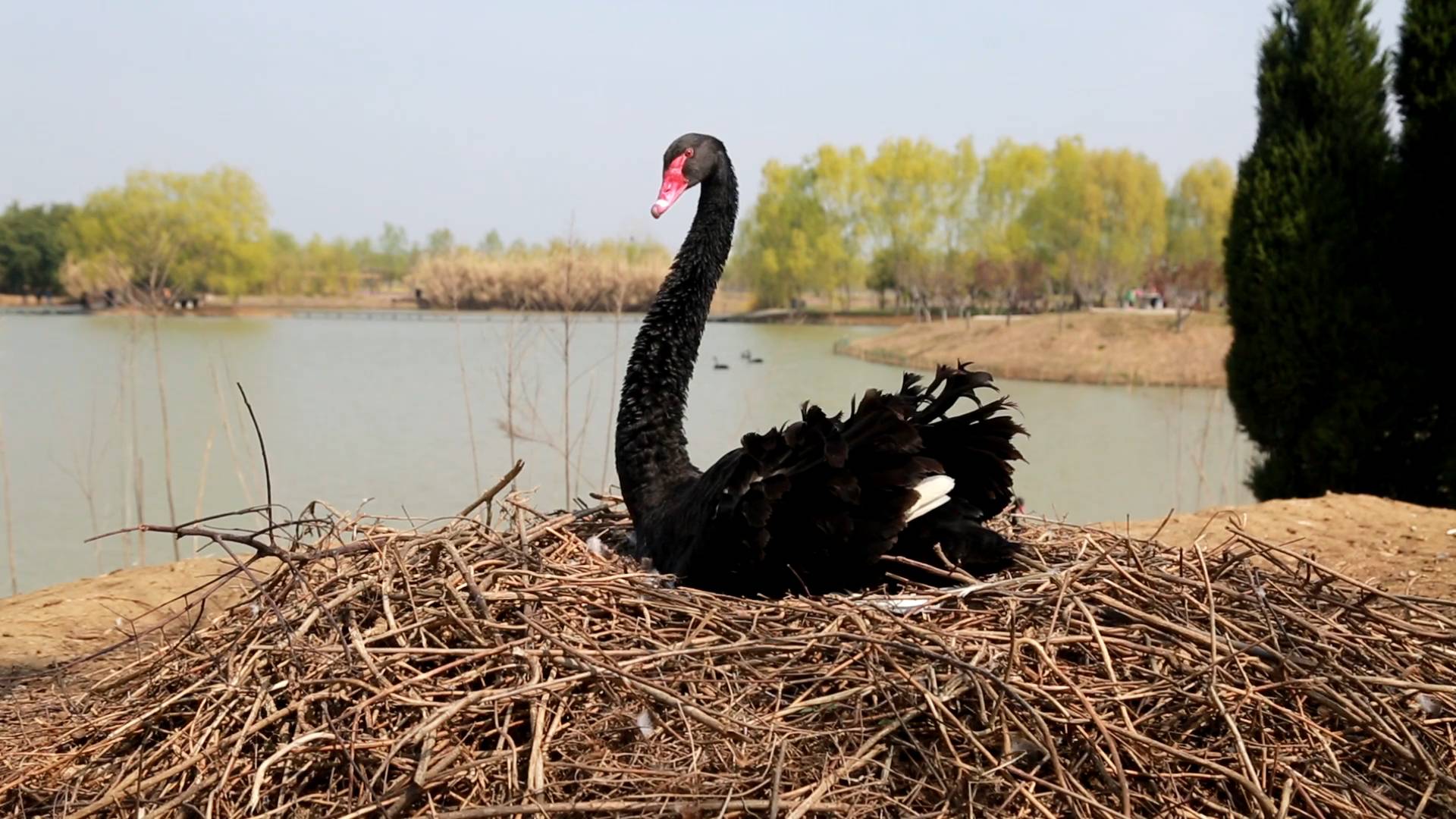 41秒｜罕见！台儿庄双龙湖湿地数百只黑天鹅进入孵化季
