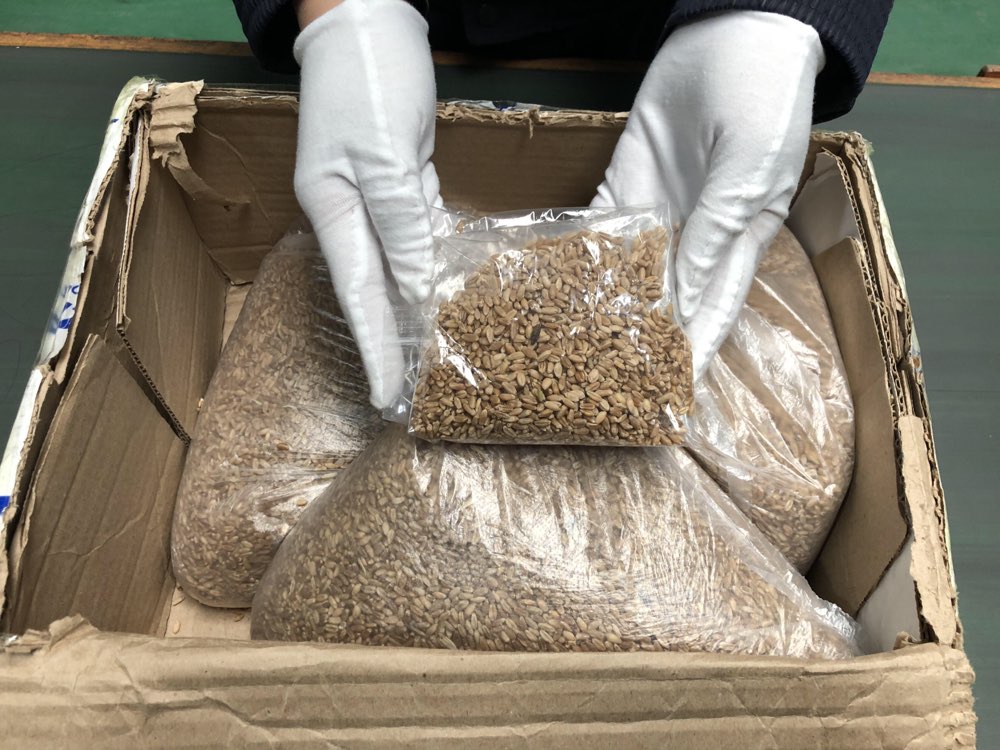 济南邮局海关在进境小麦中截获毒有害物质麦角