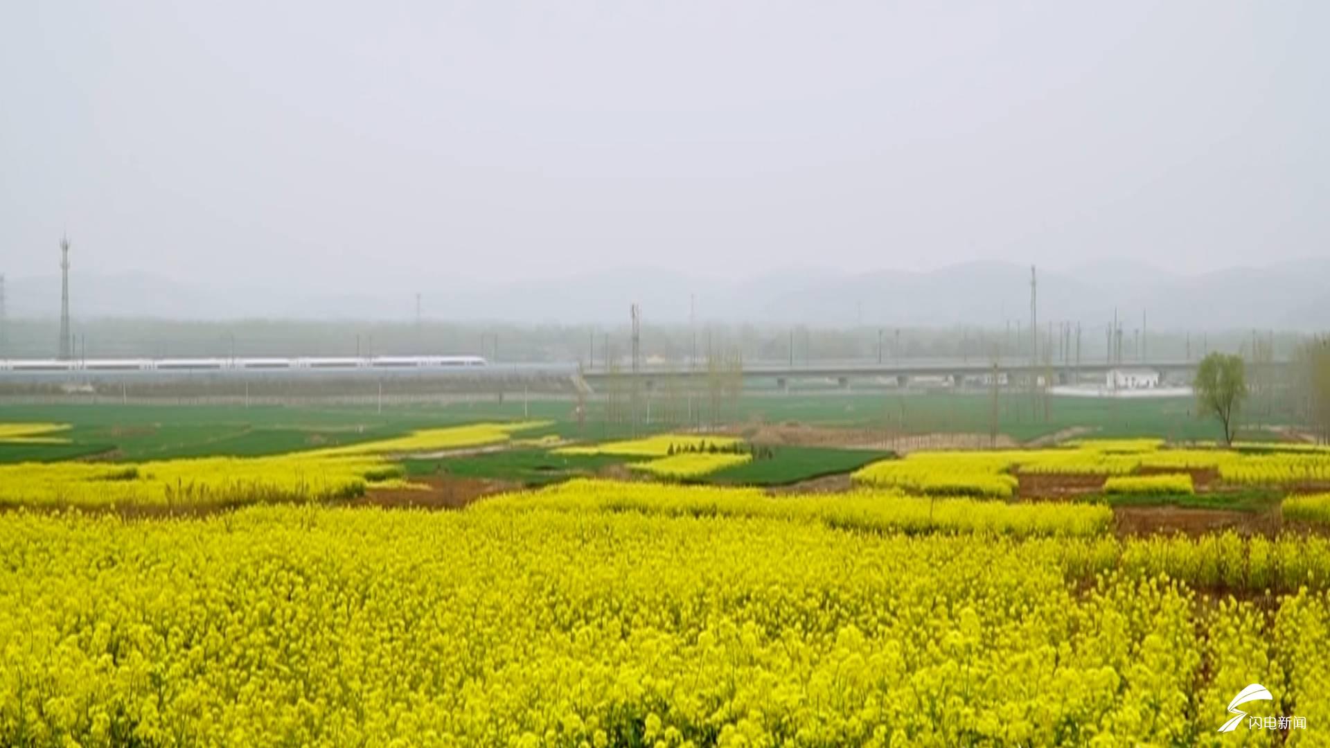 齐鲁网3月29日讯 近日,滕州市官桥镇千亩油菜花竞相绽放,一朵朵,一串