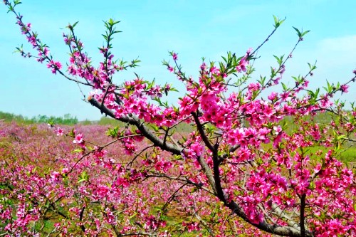 “千亩桃红”等你来 潍坊昌乐4月6日将举办“桃花节”