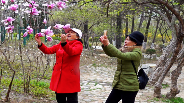 80秒丨满园春色关不住 潍坊人民公园迎来改造提升后首个“赏花季”