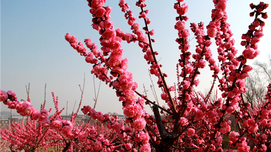 39秒丨淄博花山六大花谷迎来首个春天 现在赏花刚刚好！