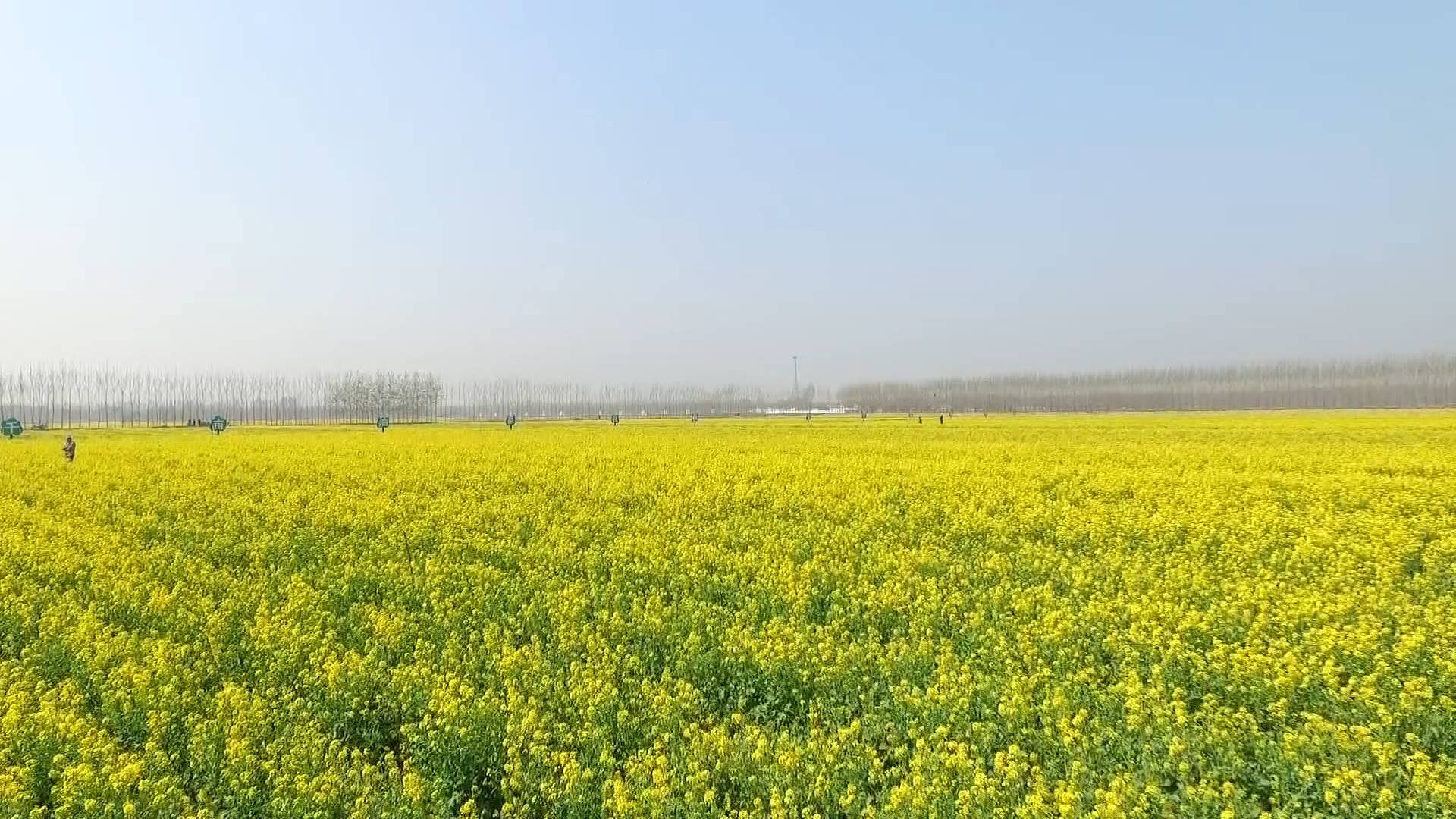 航拍齐河千亩油菜花花开成海