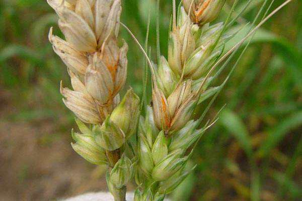 山东：建议加强小麦赤霉病监测 警惕发生流行