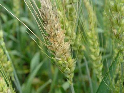 山东：气象条件对小麦赤霉病发生有利 需注意防范