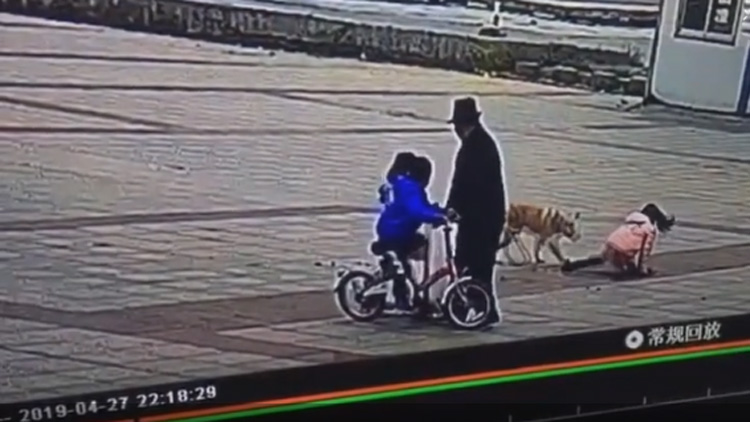 18秒丨惊险！监控回放：滨州一小女孩被狗扑倒在地
