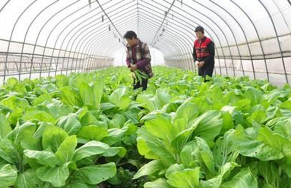 3万大棚、1068养殖场户……潍坊发布农业生产及设施灾后重建大数据