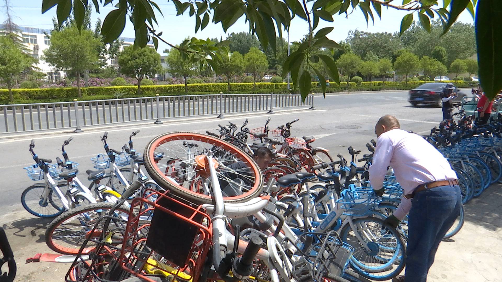 共享单车“上树”，济南热心市民主动清理，半小时码成一排