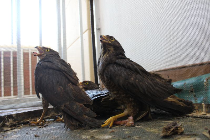 龙口海关查获国家二级保护动物灰脸鵟鹰