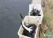 抽检不合格 临朐1000斤鲟鱼全部被无害化销毁
