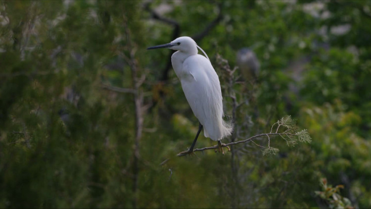 50秒丨翩若惊鸿！枣庄岩马湖畔吸引数千羽白鹭繁衍生息