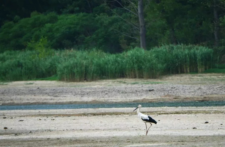 青州弥河国家湿地公园发现“鸟界国宝”“鸟类大熊猫”——东方白鹳