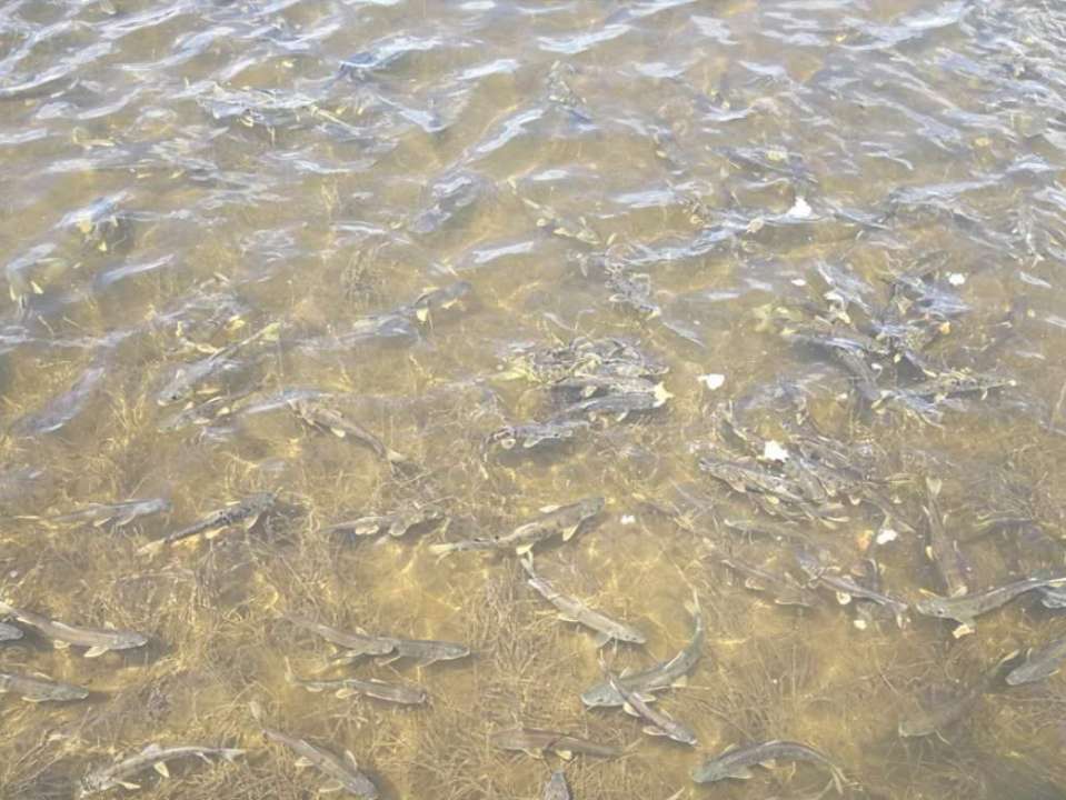 半河清水半河鱼！海北州刚察观鱼的季节来了