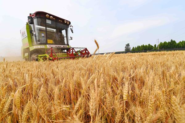 山东麦收基本结束 6000多万亩夏粮颗粒归仓