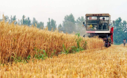 威海麦收任务基本完成 夏播面积累计达71.2万亩