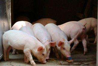 第十四批19家企业可向山东提供生猪及生猪产品