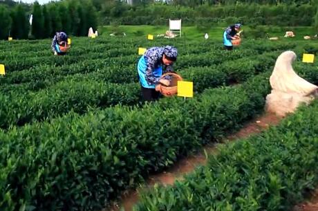 59秒 | 山东品牌组团亮相中国国际商标品牌节，日照绿茶了解下？
