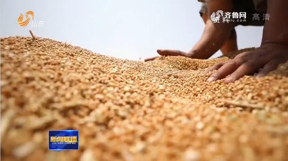 【推动乡村振兴 打造齐鲁样板】山东：夏粮优质优价 已收购小麦387.5万吨