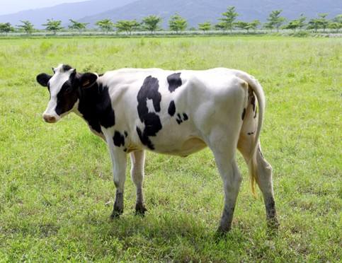 到2020年，山东将培育单产10吨以上高产奶牛超10万头