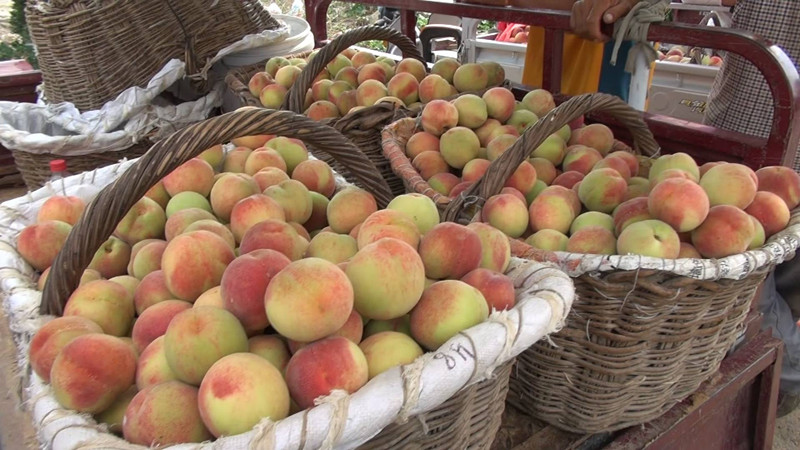 视频：4小时卖不出1斤桃！济南南山桃滞销原因找到了