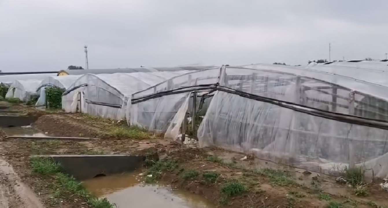 寿光发布受台风影响情况：1.8万个大棚进水 撤离群众9.3万人
